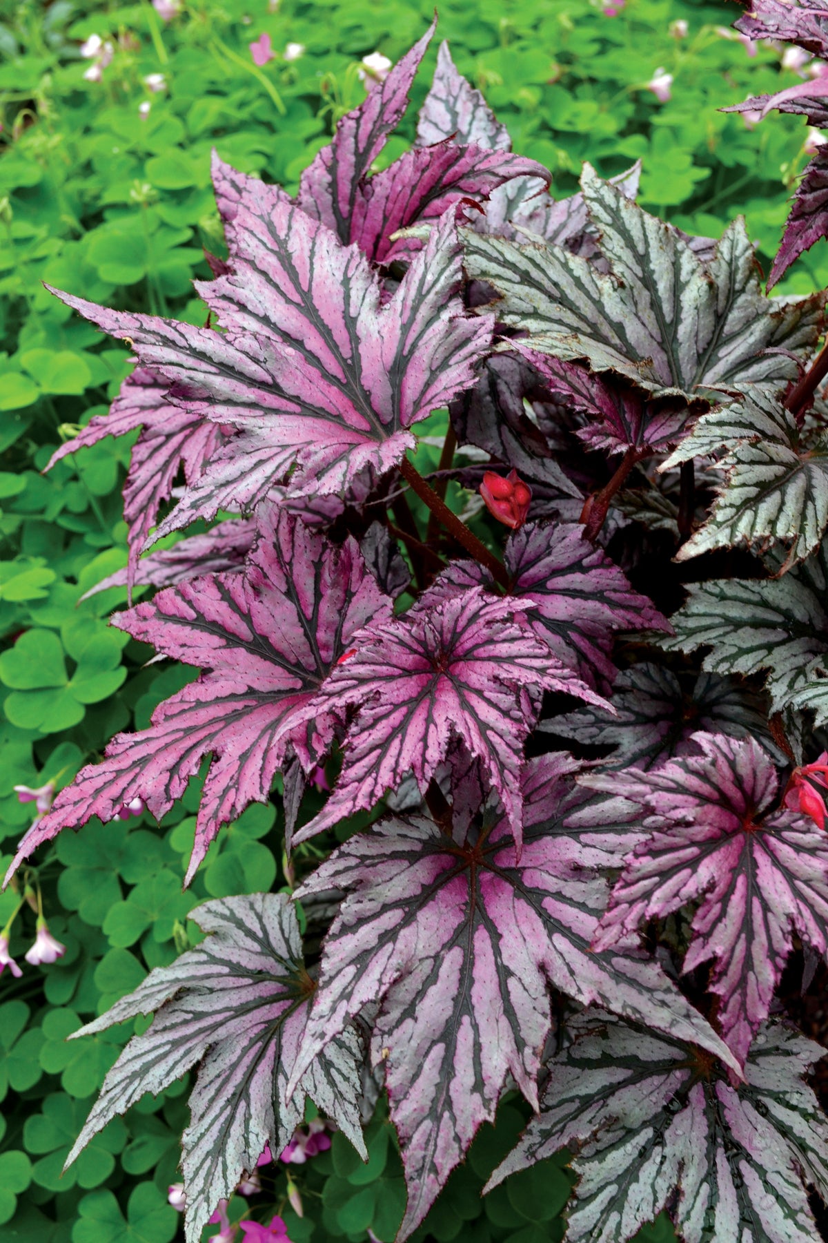 Begonia ‘Garden Angel Blush’ PP (Begonia rhizomatous hybrid)