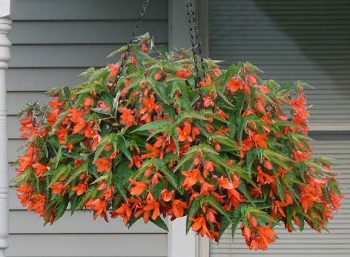 Begonia ‘Encanto Orange’ (Begonia boliviensis hybrid)