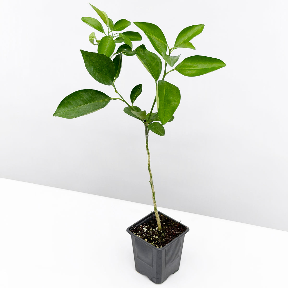 Blood Orange Tree ‘Sanguinelli’ 4" pot