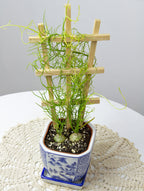 Climbing Onion on Trellis (Bowiea volubilis)