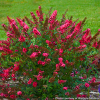 Buddleia ‘Prince Charming’ PP