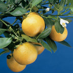 Calamondin Orange Tree (Citrus x citrofortunella mitis)