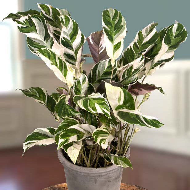White Fusion Peacock Plant (Calathea hybrid)