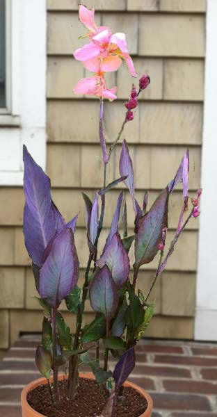 Canna ‘Blueberry Sparkler’ PP (Canna hybrid)