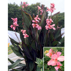Canna ‘Blueberry Sparkler’ PP (Canna hybrid)