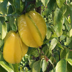 Star Fruit ‘Arkin’ (Averrhoa carambola hybrid)