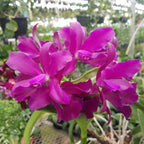 Cattleya Orchid Bactia ‘Grape Wax’ (Cattleya hybrid)