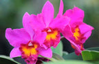 Mini Cattleya Orchid ‘Happiness’ (Cattleya hybrid)