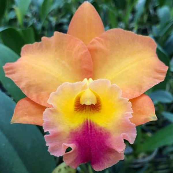 Rlc Orchid Golden Passion
