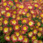 Chrysanthemum ‘Matchsticks’