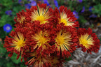 Chrysanthemum ‘Matchsticks’ (Chrysanthemum hybrid)