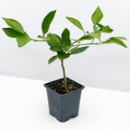 Sweet Orange Tree ‘Cipo’ 4" pot