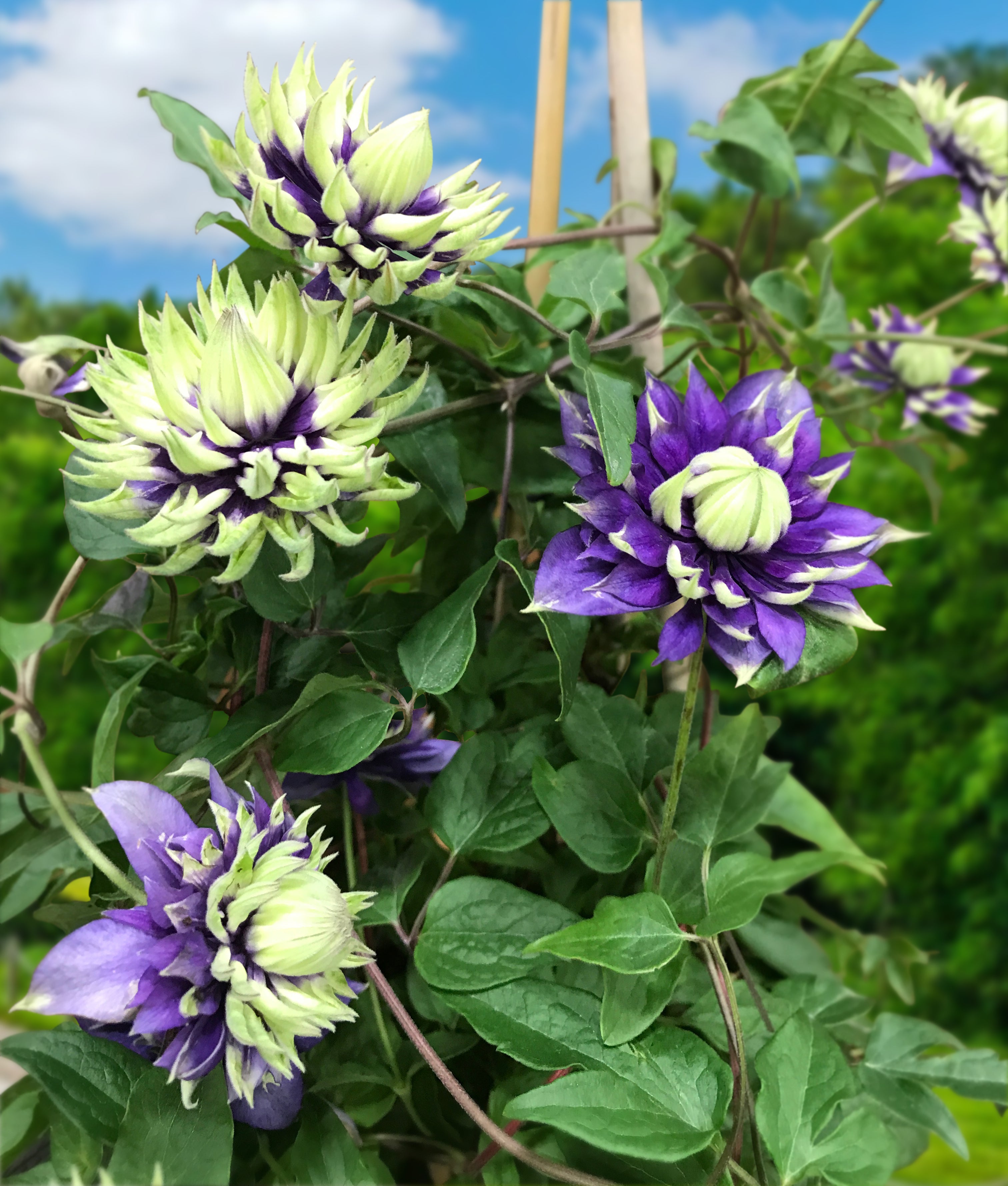 Clematis ‘Taiga’ PP (Clematis hybrid)