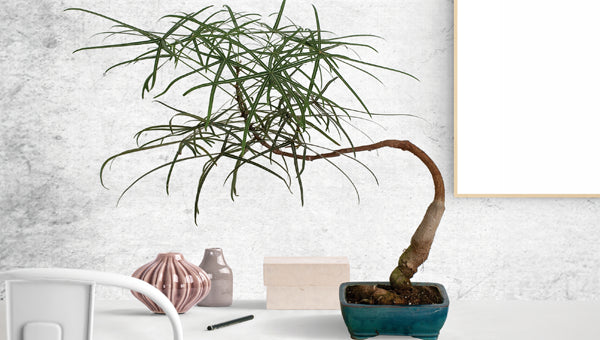 Rare Plants for Sale