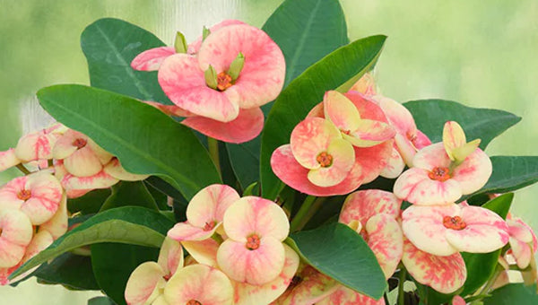 Sale Plants