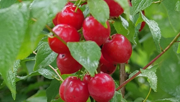 Edible Plants for sale
