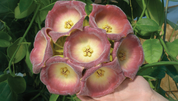 Rare Plants for sale