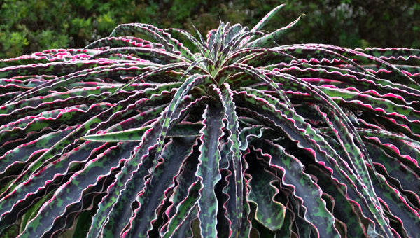 New Plants for Sale