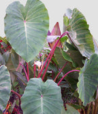 Elephant Ear ‘Pink China’ (Colocasia hybrid)