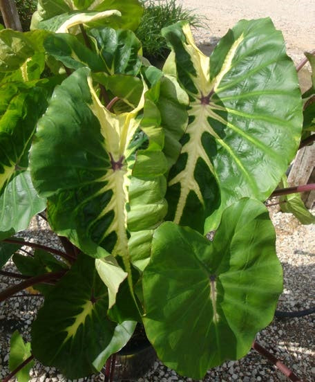 Elephant Ear ‘White Lava’ PP (Colocasia esculenta hybrid)