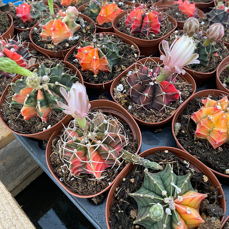 Color Ball Cactus