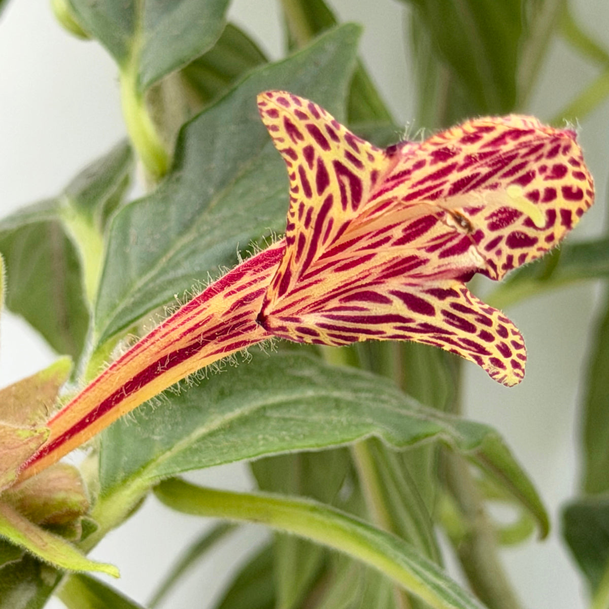 Columnea schiedeana for sale