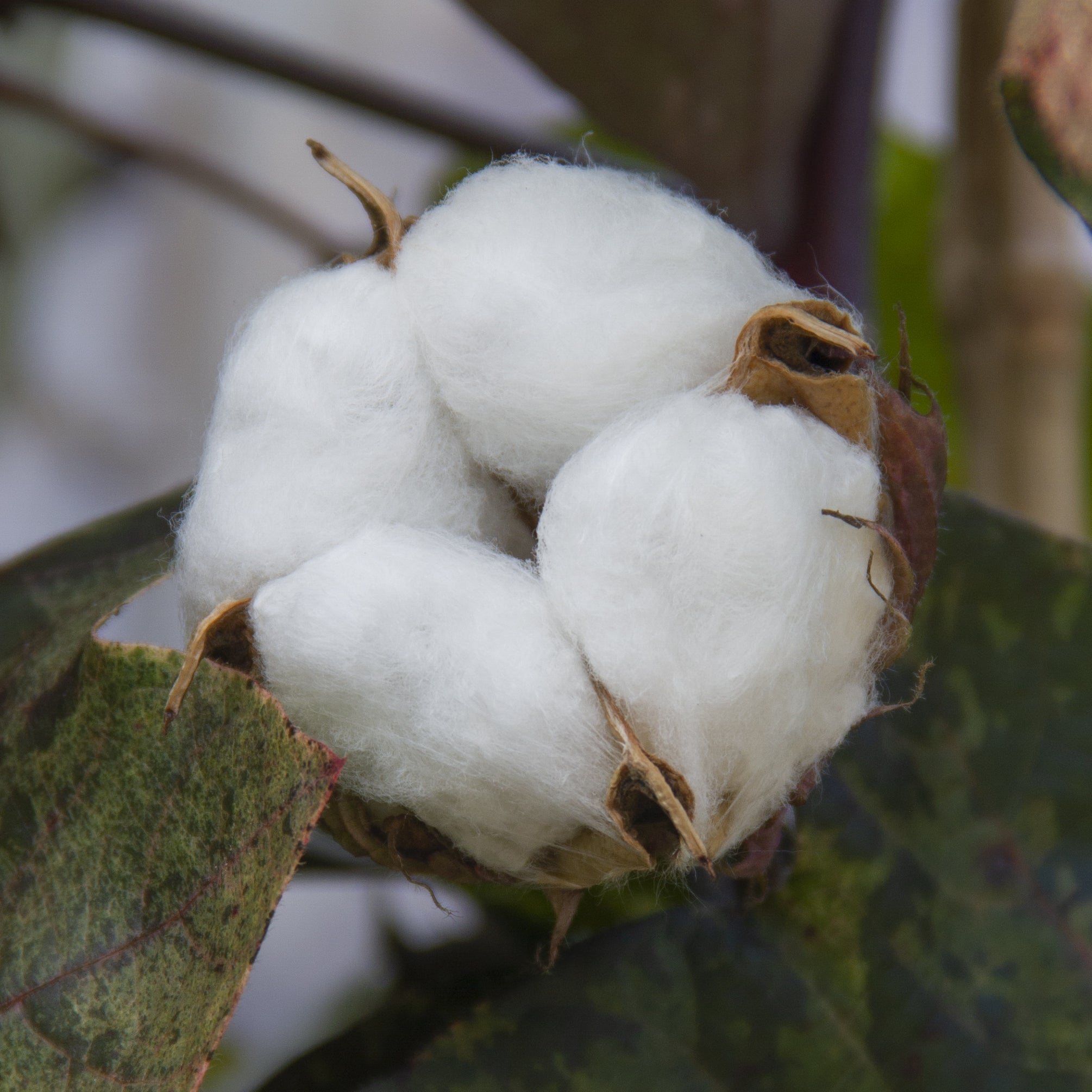 Red Variegated Cotton Plant (Gossypium ‘Albe Red Variegated’)