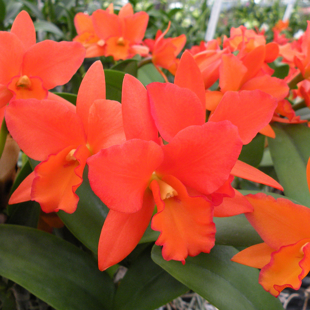 Blc. Orchid Dan O’Neil ‘Jubilee’ HCC/AOS (Brassavola x Laelia x Cattleya hybrid)