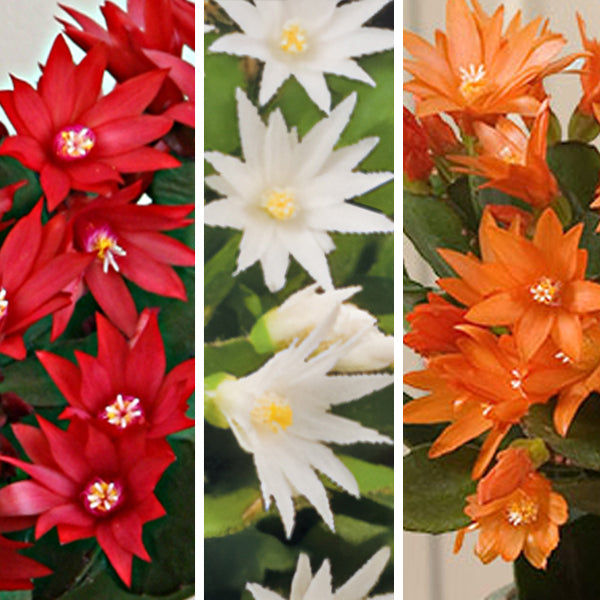 Easter Cactus Set 'Scorpius', ‘Colomba’ and ‘Sirius’ PP