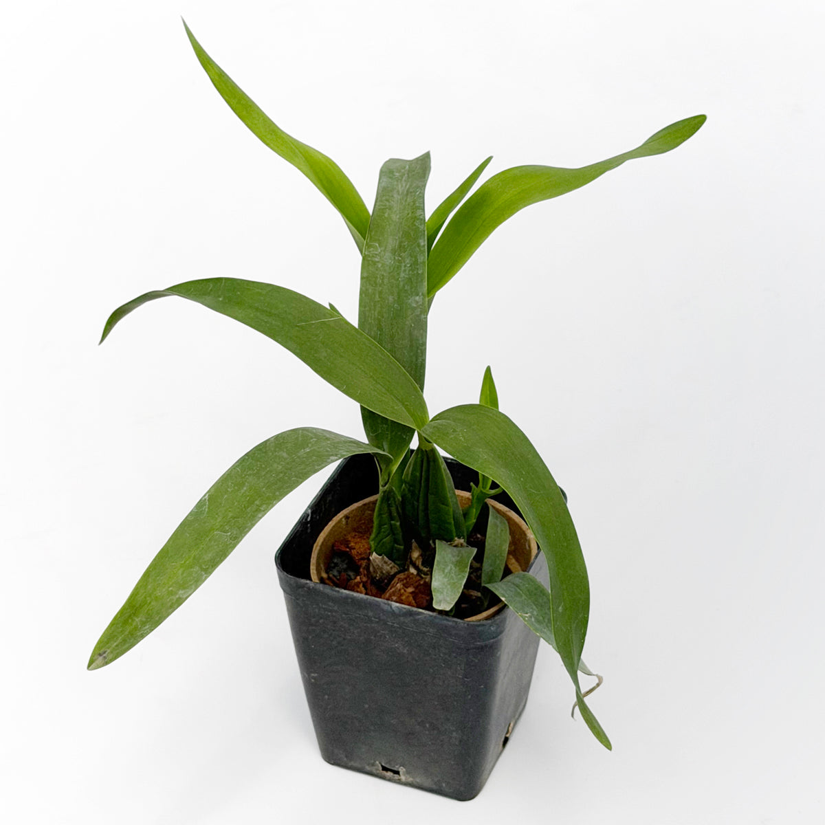 Orchid Encyclia radiata (Encyclia radiata)