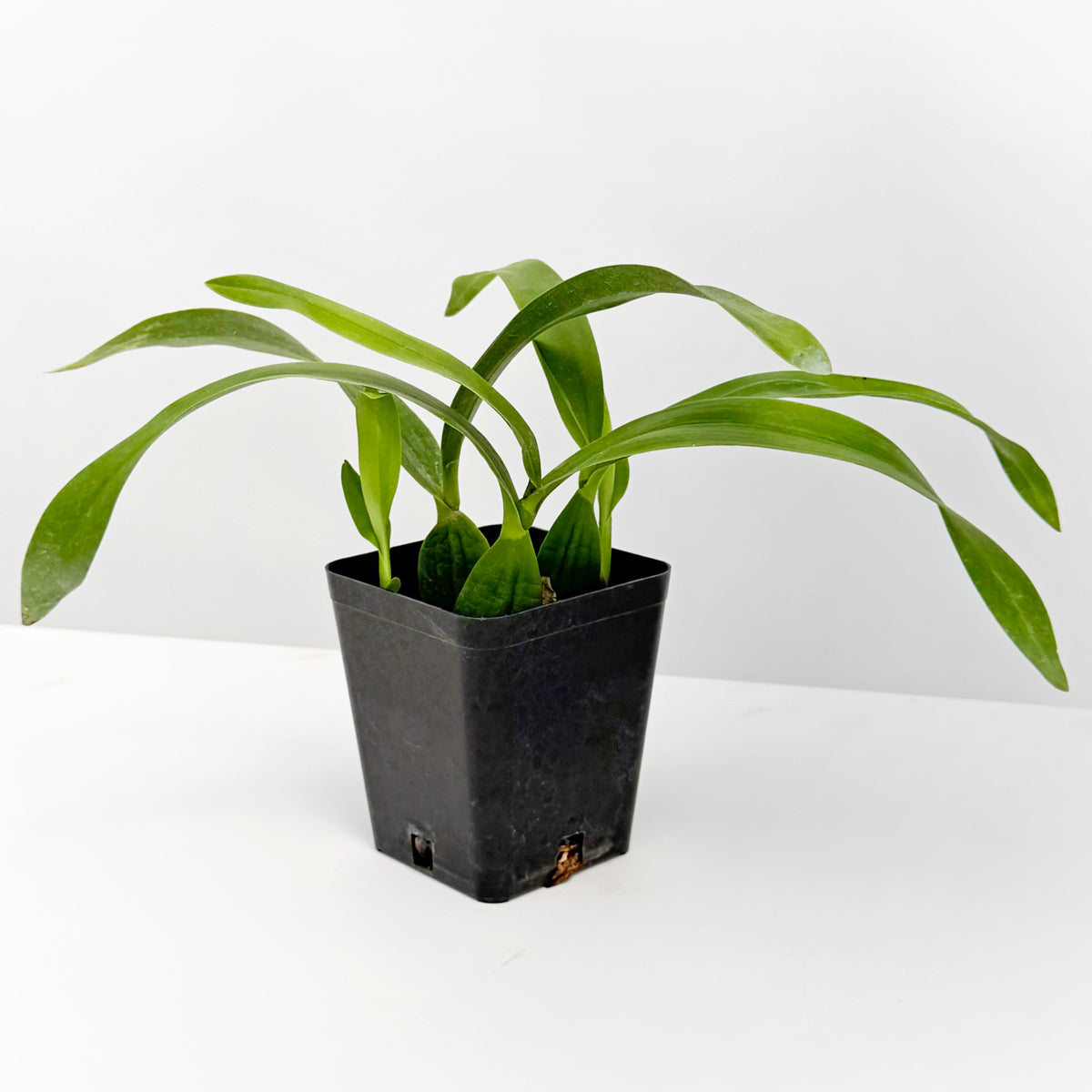 Orchid Encyclia radiata (Encyclia radiata)
