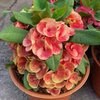 Crown of Thorns ‘Full of Money’ (Euphorbia milii hybrid)