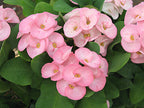 Crown of Thorns ‘Pink Princess’ (Euphorbia milii hybrid)