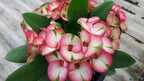 Thai Giant Euphorbia ‘7 Diamonds’ (Euphorbia milii hybrid)
