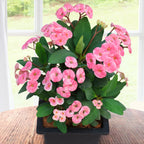 Crown of Thorns ‘Blushing Elegance’ (Euphorbia milii hybrid)