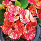 Crown of Thorns ‘Golden Bell’ (Euphorbia milii hybrid)