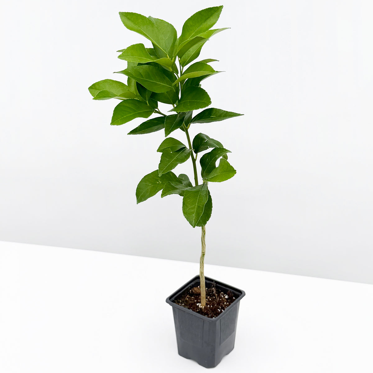 Eureka Lemon Tree 4" pot
