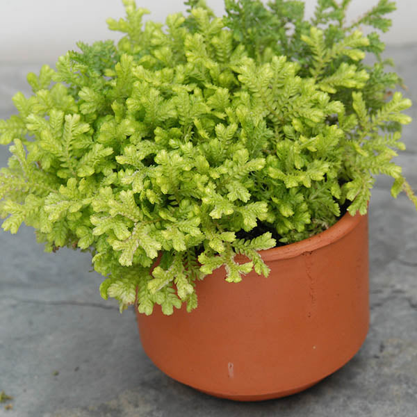 Golden Club Moss (Selaginella kraussiana 'Aurea')