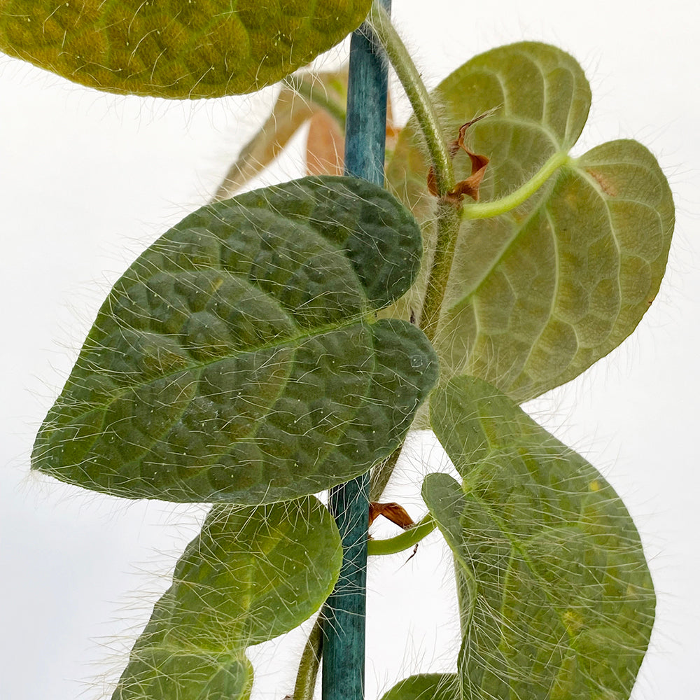 Ficus villosa