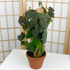 Ficus villosa
