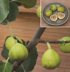 Fig Tree ‘White Marseilles’ (Ficus carica)