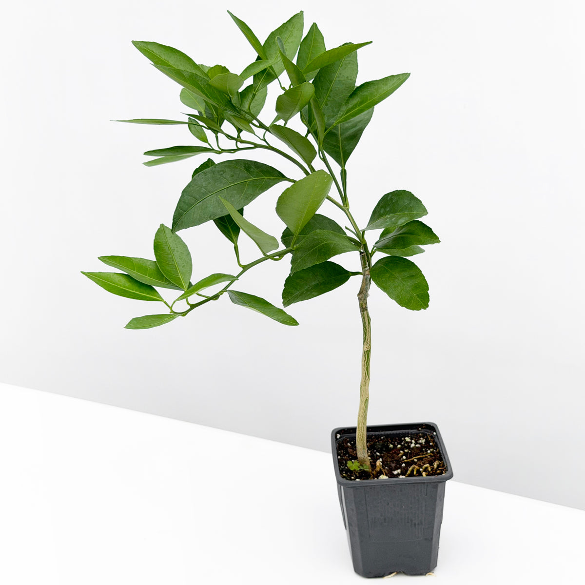 Satsuma Mandarin Orange Tree ‘Frost Owari’ 4" pot