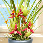 Coconut Orchid ‘Green Valley’