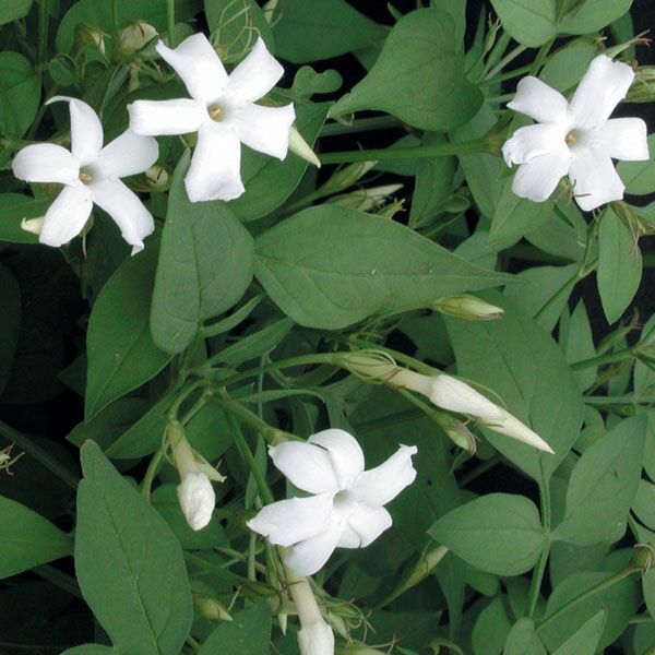 Hardy Jasmine (Jasminum officinale)