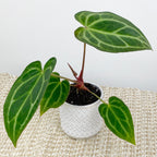 Hawaiian Anthurium (Anthurium hybrid)
