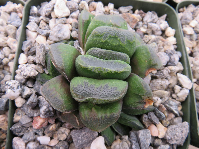 Horse's Teeth Haworthia (Haworthia maughanii x truncata)