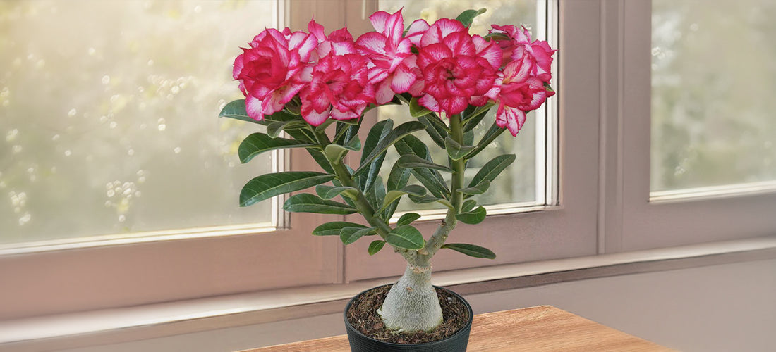 Desert Rose 'Burning Star' plant for sale