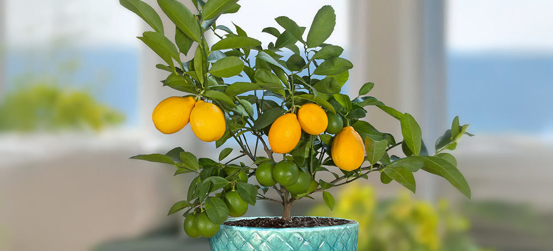 Meyer Lemon for sale