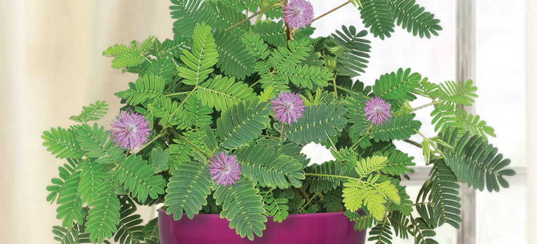 Sensitive Plant for sale