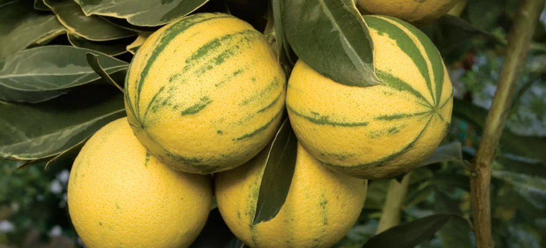 Tiger Navel rare variegated citrus tree for sale